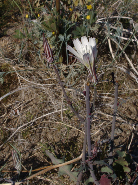 indet-asteraceae-white-Slot-Canyon-Area-2009-03-08-IMG_2302.jpg