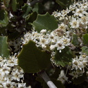 Ceanothus-greggii-var-perplexans-cupped-leaf-Hwy78-nr-Anza-Borrego-2010-03-29-IMG 4083