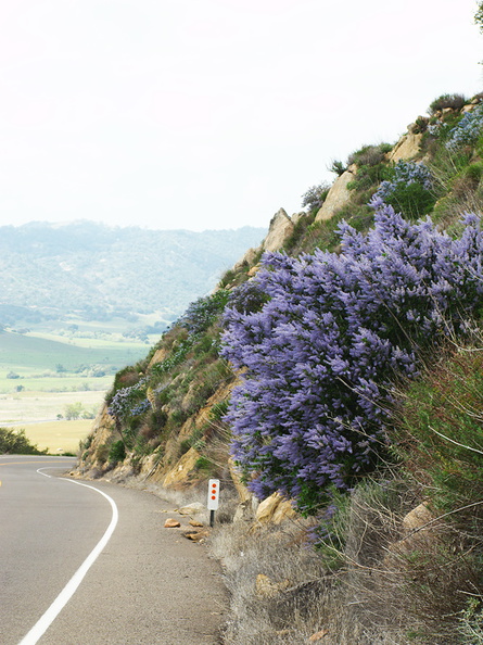 Ceanothus-sp-covering-rocky-slope-blue-flowered-Hwy78-nr-San-Felipe-Rd-Anza-Borrego-2010-03-30-IMG_4350.jpg