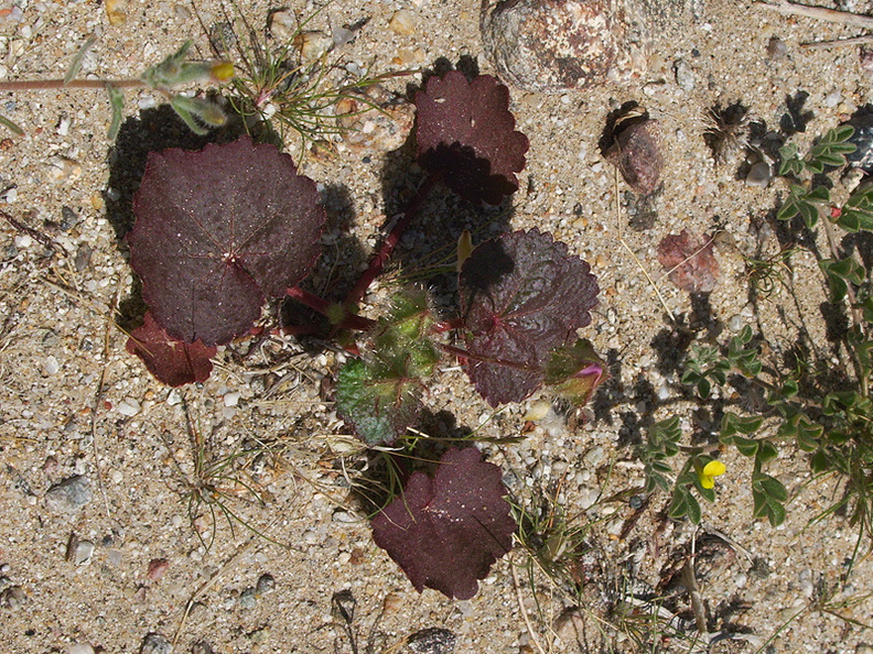 Eremalche-rotundifolia-desert-five-spot-leaves-nr-Slot-Canyon-Anza-Borrego-2010-03-30-IMG_4326.jpg