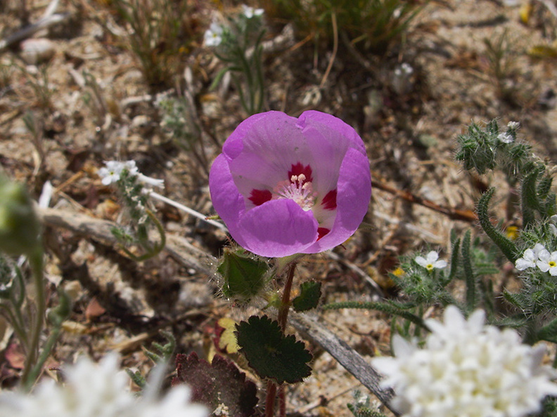 Eremalche-rotundifolia-desert-five-spot-nr-Slot-Canyon-Anza-Borrego-2010-03-30-IMG 4324