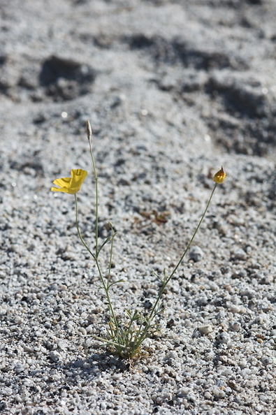 Eschscholtzia-glyptosperma-desert-gold-poppy-Mountain-Palm-Springs-Anza-Borrego-2010-03-30-IMG_0155.jpg