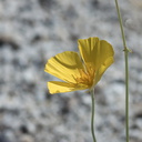 Eschscholtzia-glyptosperma-desert-gold-poppy-Mountain-Palm-Springs-Anza-Borrego-2010-03-30-IMG 0158