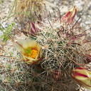 Escobaria-vivpara-alversonii-foxtail-cactus-Mountain-Palm-Springs-Anza-Borrego-2010-03-30-IMG 4264