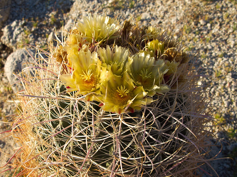 Ferocactus-cylindraceus-lecontei-barrel-cactus-Mountain-Palm-Springs-Anza-Borrego-2010-03-30-IMG_4213.jpg