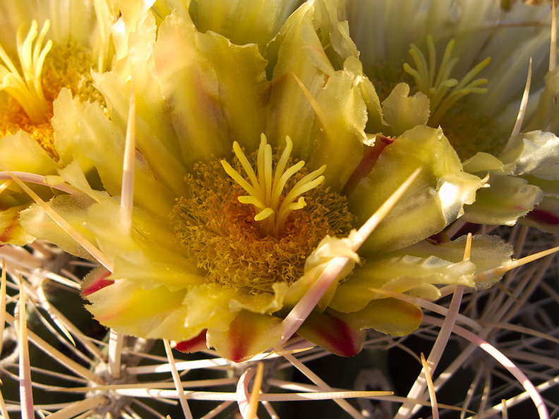 Ferocactus-cylindraceus-lecontei-barrel-cactus-Mountain-Palm-Springs-Anza-Borrego-2010-03-30-IMG_4216.jpg