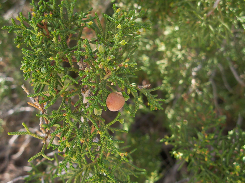 Juniperus-californica-Morteros-Anza-Borrego-2010-03-29-IMG_4111.jpg