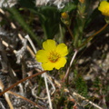 Mentzelia-albicaulis-small-flowered-blazing-star-Morteros-Anza-Borrego-2010-03-29-IMG_4105.jpg