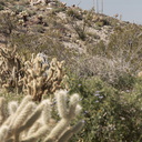 Ocotillo-cactus-sage-creosote-community-hillside-2010-03-29-IMG 0063