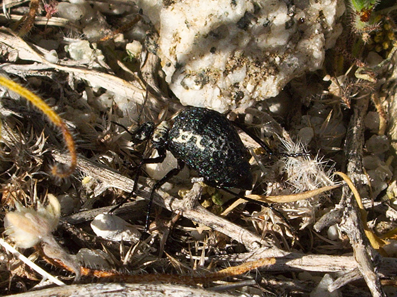 beetle-with-pitted-bw-elytra-Mountain-Palm-Springs-Anza-Borrego-2010-03-30-IMG_4226.jpg