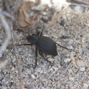 black-beetle-indet-Blair-Valley-pictographs-Anza-Borrego-2010-03-29-IMG 0104