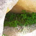 ferns-in-the-desert-Blair-Valley-pictographs-Anza-Borrego-2010-03-29-IMG_4155.jpg