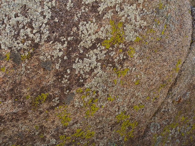 lichens-Blair-Valley-pictographs-Anza-Borrego-2010-03-29-IMG_4144.jpg
