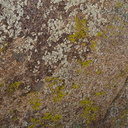 lichens-Blair-Valley-pictographs-Anza-Borrego-2010-03-29-IMG 4144