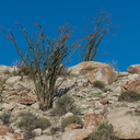 ocotillo-cactus-hillside-nr-camp-Mountain-Palm-Springs-Anza-Borrego-2010-03-30-IMG 0129