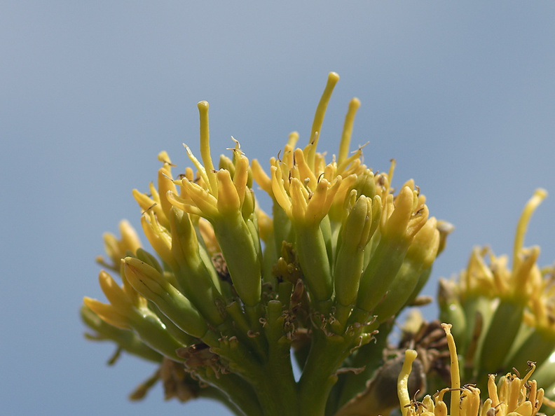 Agave-deserti-flowering-Hwy-S2-toward-Palm-Springs-2011-03-17-IMG_1850.jpg