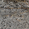 Callisaurus-draconoides-zebra-tailed-lizard-Palm-Springs-2011-03-17-IMG_7420.jpg