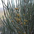 Ephedra-californica-desert-tea-cones-Blair-Valley-2011-03-18-IMG_7448.jpg
