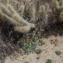 Eschscholzia-minutiflora-pygmy-goldenpoppy-pictograph-trail-Blair-Valley-2011-03-17-IMG 7400