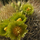 Ferocactus-cylindraceus-barrel-cactus-flowers-Hwy-S2-toward-Palm-Springs-2011-03-17-IMG 7404