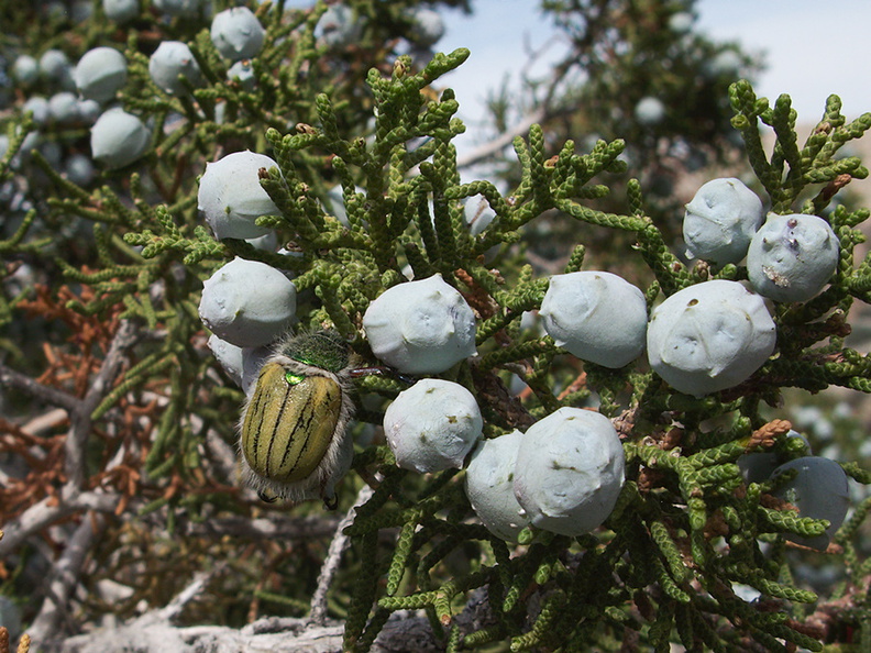 Juniperus-californica-cones-pictograph-trail-Blair-Valley-2011-03-17-IMG_7372.jpg