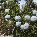 Juniperus-californica-cones-pictograph-trail-Blair-Valley-2011-03-17-IMG 7372