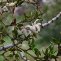 Larrea-tridentata-creosote-bush-fuzzy-fruits-Blair-Valley-2011-03-17-IMG_7315.jpg
