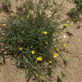 Mentzelia-albicaulis-small-flowered-blazing-star-pictograph-trail-Blair-Valley-2011-03-17-IMG_7393.jpg