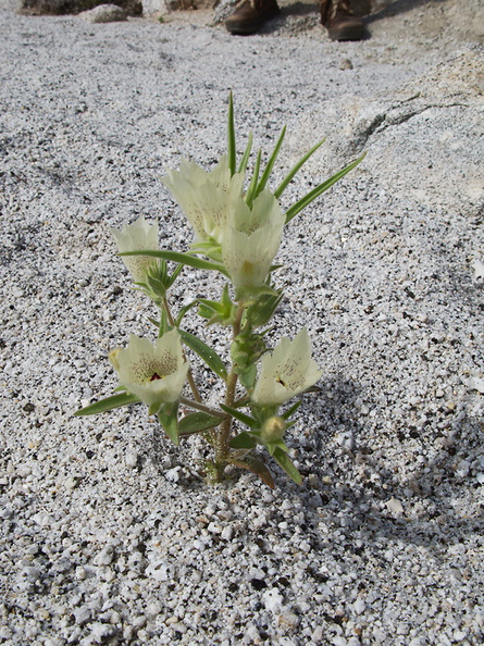 Mohavea-confertiflora-ghost-flower-in-wash-Palm-Springs-2011-03-17-IMG_7413.jpg