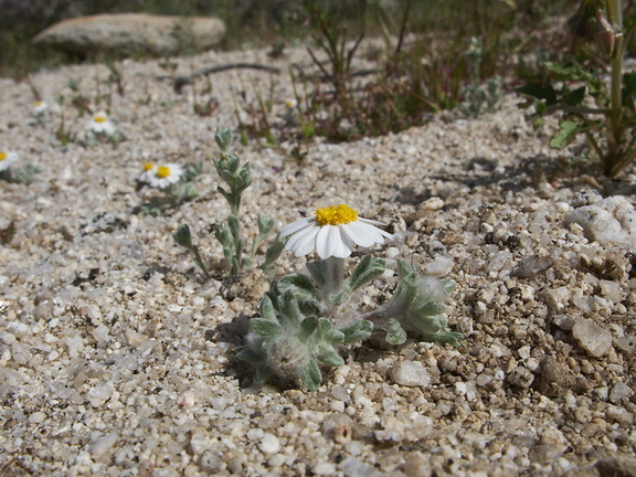Monoptilon-bellioides-desert-star-pictograph-trail-Blair-Valley-2011-03-17-IMG 7381
