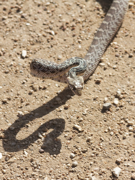 Pituophis-catenifer-gopher-snake-Blair-Valley-2011-03-17-IMG 1833