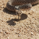 Pituophis-catenifer-gopher-snake-Blair-Valley-2011-03-17-IMG 1836