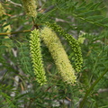 Prosopis-glandulosa-mesquite-inflorescence-Palm-Springs-2011-03-17-IMG_7407.jpg
