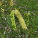 Prosopis-glandulosa-mesquite-inflorescence-Palm-Springs-2011-03-17-IMG 7407