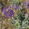 Salvia-carduacea-thistle-sage-Blair-Valley-2011-03-17-IMG_7362.jpg