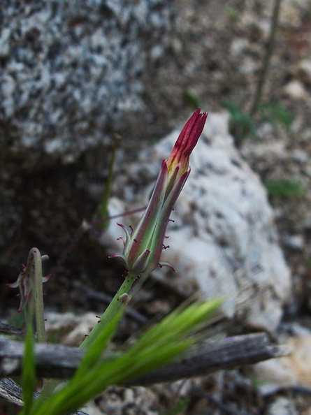 Tragopogon-porrifolius-purple-salsify-in-bud-Blair-Valley-2011-03-18-IMG 7436