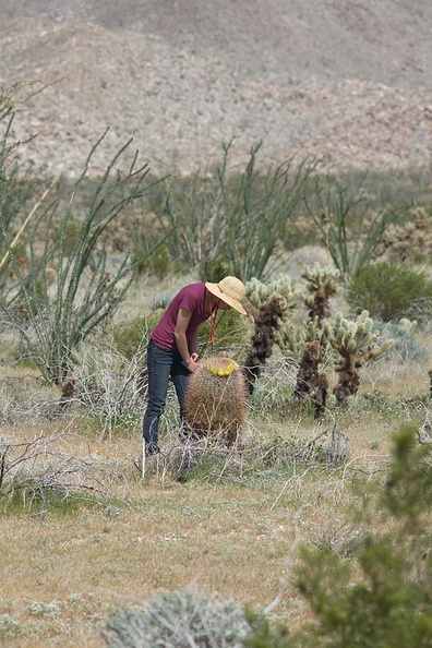 ocotillo-cholla-barrel-cactus-agave-community-mr-studying-Hwy-S2-toward-Palm-Springs-2011-03-17-IMG_1851.jpg