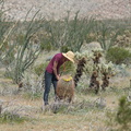 ocotillo-cholla-barrel-cactus-agave-community-mr-studying-Hwy-S2-toward-Palm-Springs-2011-03-17-IMG 1851