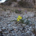 Camissonia-micrantha-miniature-suncup-Blair-Valley-Anza-Borrego-2012-03-11-IMG 0804