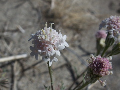 Chaenactis-fremontii-desert-pincushion-June-Wash-Anza-Borrego-2012-03-12-IMG 0993
