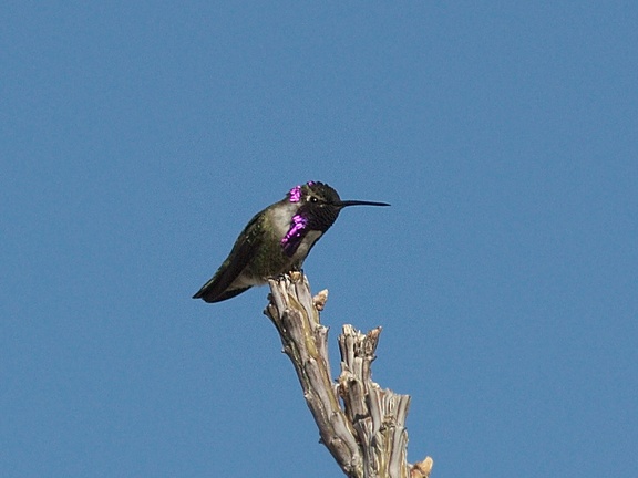 Costas-hummingbird-Visitors-Center-garden-Anza-Borrego-2012-03-11-IMG 4231