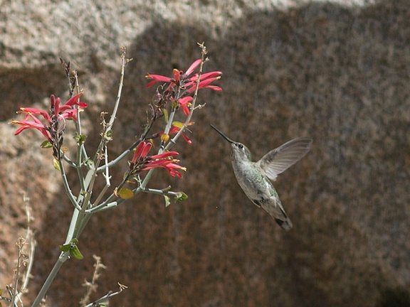Costas-hummingbird-near-overlook-to-Vallecito-Blair-Valley-pictographs-trail-Anza-Borrego-2012-03-11-IMG 4178