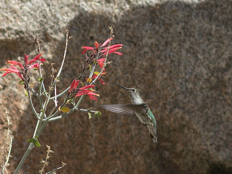 Costas-hummingbird-near-overlook-to-Vallecito-Blair-Valley-pictographs-trail-Anza-Borrego-2012-03-11-IMG_4179.jpg