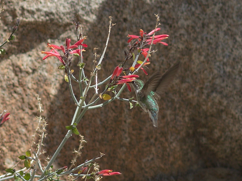 Costas-hummingbird-near-overlook-to-Vallecito-Blair-Valley-pictographs-trail-Anza-Borrego-2012-03-11-IMG_4180.jpg