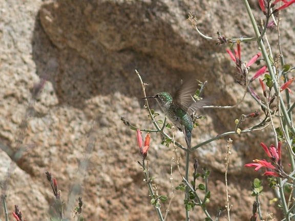 Costas-hummingbird-near-overlook-to-Vallecito-Blair-Valley-pictographs-trail-Anza-Borrego-2012-03-11-IMG 4185