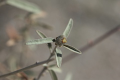 Croton-californicus-June-Wash-Anza-Borrego-2012-03-12-IMG 4244