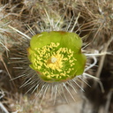Cylindropuntia-echinocarpa-silver-cholla-June-Wash-Anza-Borrego-2012-03-12-IMG 4261