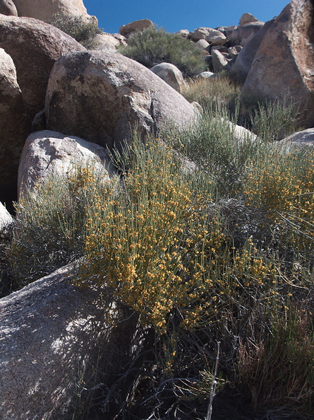 Ephedra-californica-staminate-cones-Blair-Valley-pictographs-trail-Anza-Borrego-2012-03-11-IMG_0849.jpg