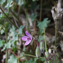 Erodium-cicutarium-California-filaree-Blair-Valley-Anza-Borrego-2012-03-11-IMG 0810