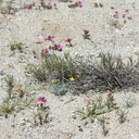 Eschscholzia-minutiflora-Mimulus-community-Blair-Valley-pictographs-trail-Anza-Borrego-2012-03-11-IMG 4143
